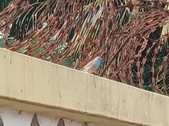 Uraeginthus angolensis