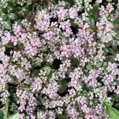 Polycarpon tetraphyllum