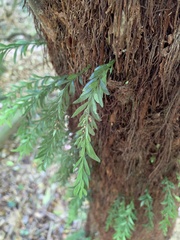 Tmesipteris