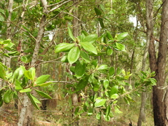 Persoonia cornifolia