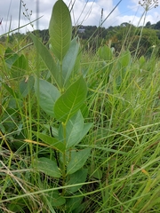 Vangueria venosa