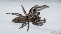 Paraphilaeus daemeli