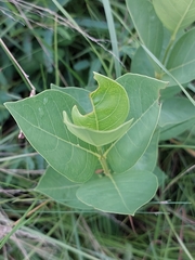 Vangueria venosa