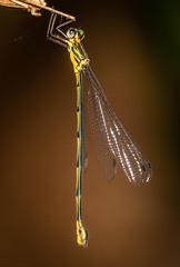 Synlestes selysi