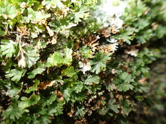 Crepidomanes minutum