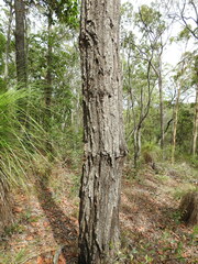Eucalyptus siderophloia