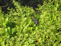 Ixobrychus flavicollis