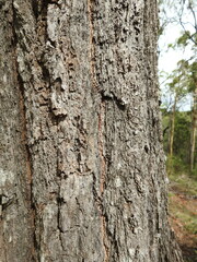 Eucalyptus siderophloia