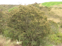 Weinmannia fagaroides