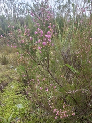 Erica gracilis