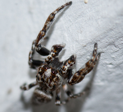 Paraphilaeus daemeli