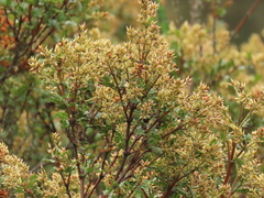 Weinmannia fagaroides