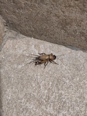 Gryllodes sigillatus