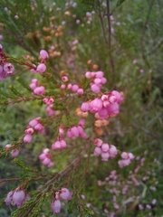 Erica gracilis