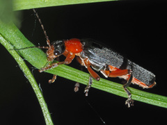 Cantharis pellucida