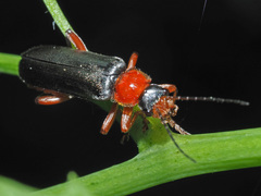 Cantharis pellucida
