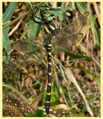 Cordulegaster bidentata