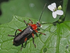 Cantharis pellucida