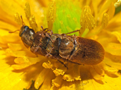 Byturus ochraceus