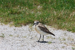 Charadrius obscurus aquilonius