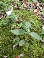 Codonacanthus pauciflorus