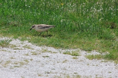 Charadrius obscurus aquilonius