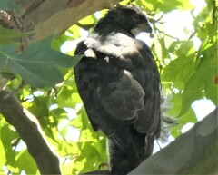 Accipiter melanoleucus