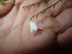 Codonacanthus pauciflorus