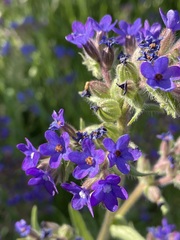 Anchusa officinalis