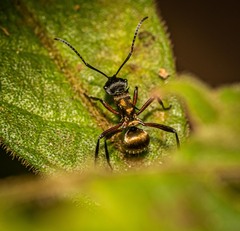 Polyrhachis rufifemur