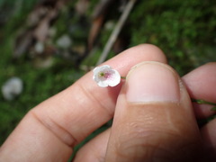Codonacanthus pauciflorus