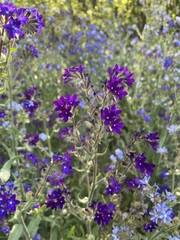 Anchusa officinalis