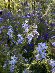 Anchusa officinalis