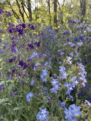 Anchusa officinalis