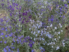 Anchusa officinalis