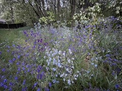 Anchusa officinalis