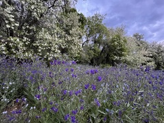 Anchusa officinalis