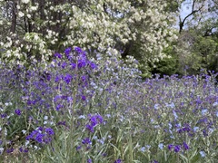 Anchusa officinalis