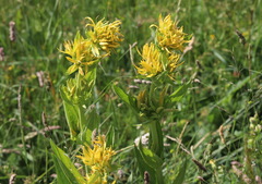 Gentiana lutea lutea