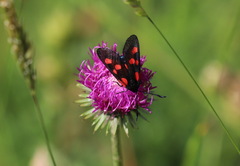 Zygaena lonicerae