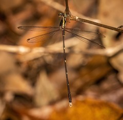 Episynlestes albicaudus