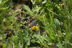 Polyommatus bellargus