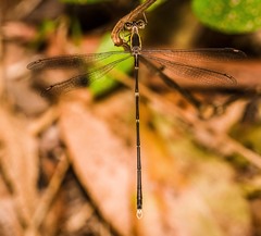 Episynlestes albicaudus