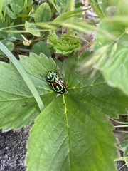 Eupoecila australasiae