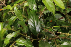 Alangium polyosmoides