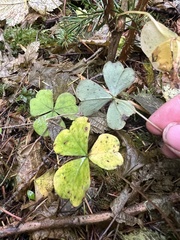 Oxalis oregana