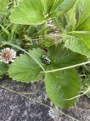 Eupoecila australasiae