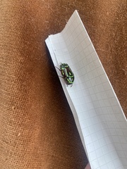 Eupoecila australasiae