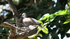 Streptopelia senegalensis senegalensis