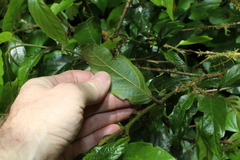 Alangium polyosmoides